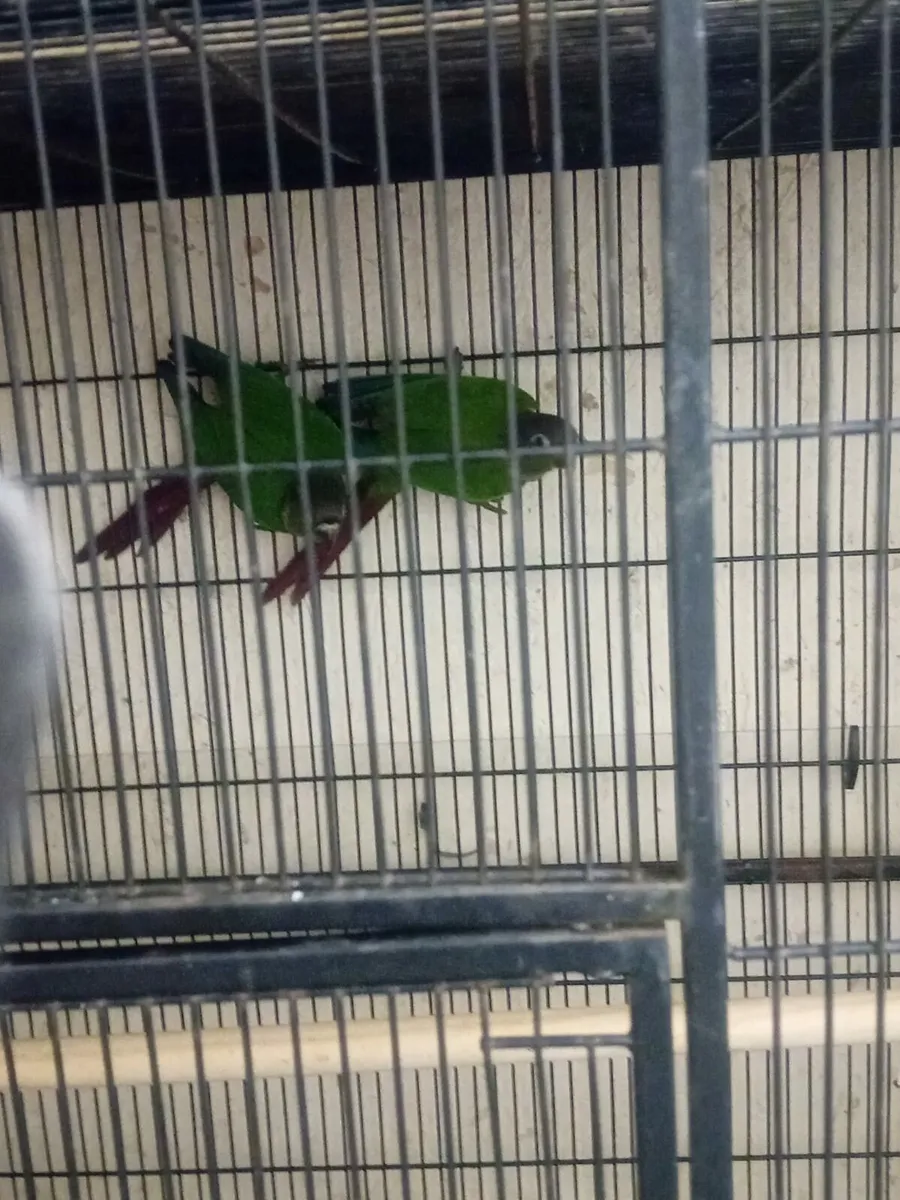 Conures - Image 2
