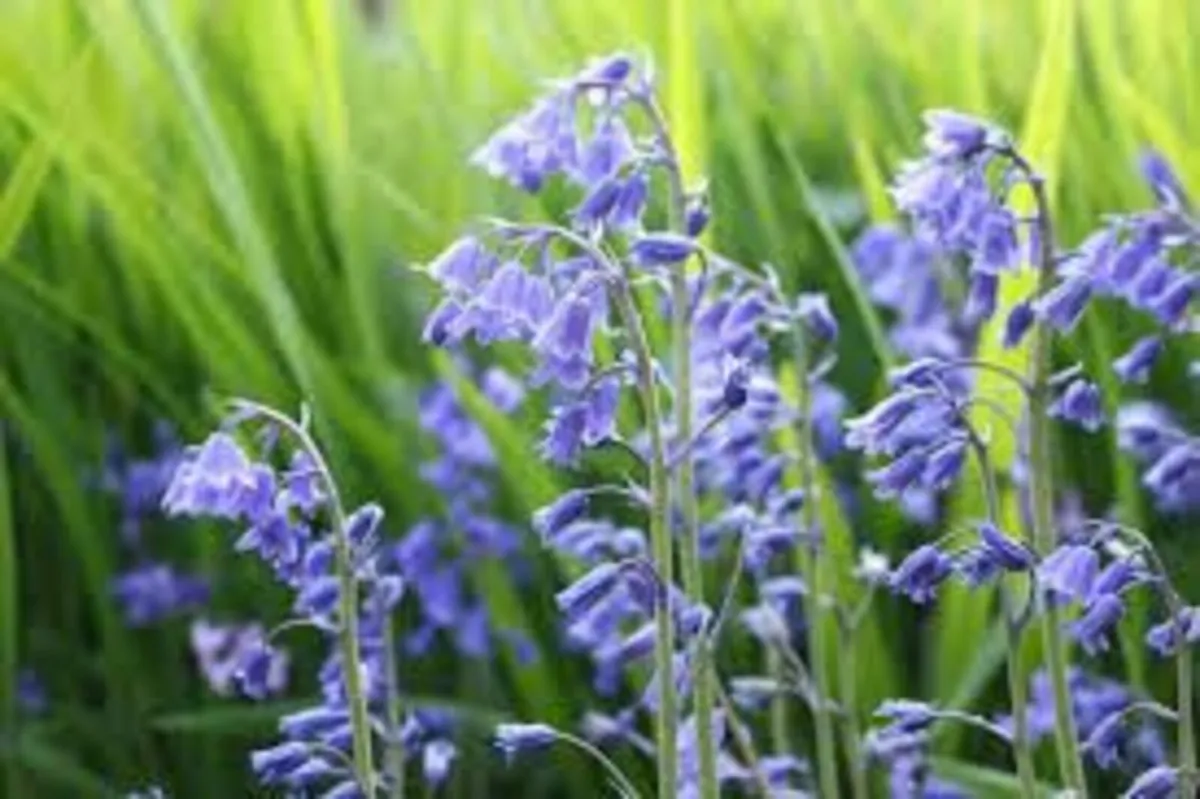 Spring Bulbs - Image 4