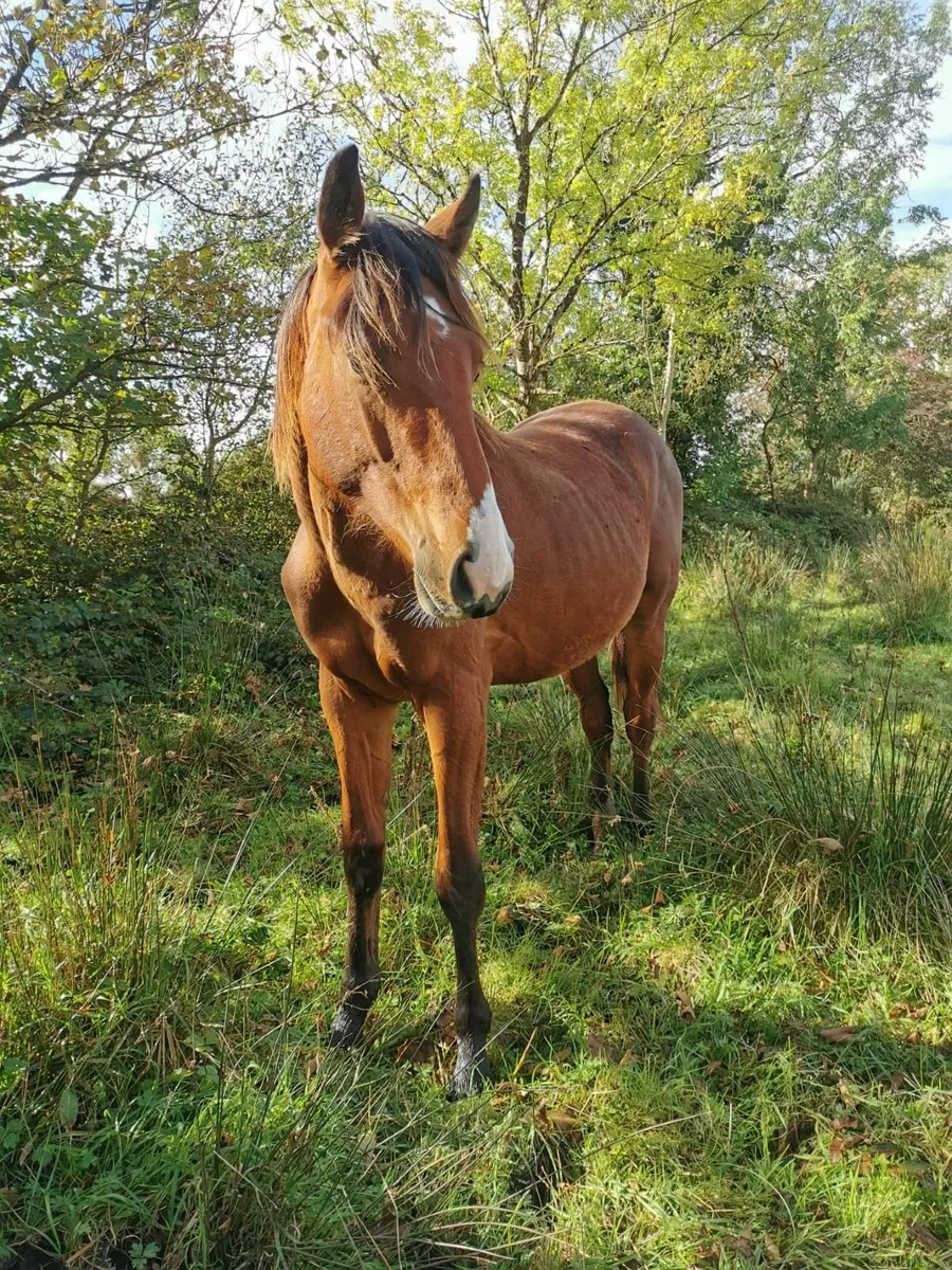 2 Yearling TIH - Image 3