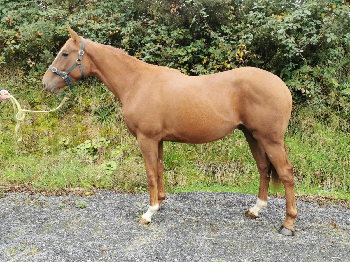 2 Yearling TIH - Image 1