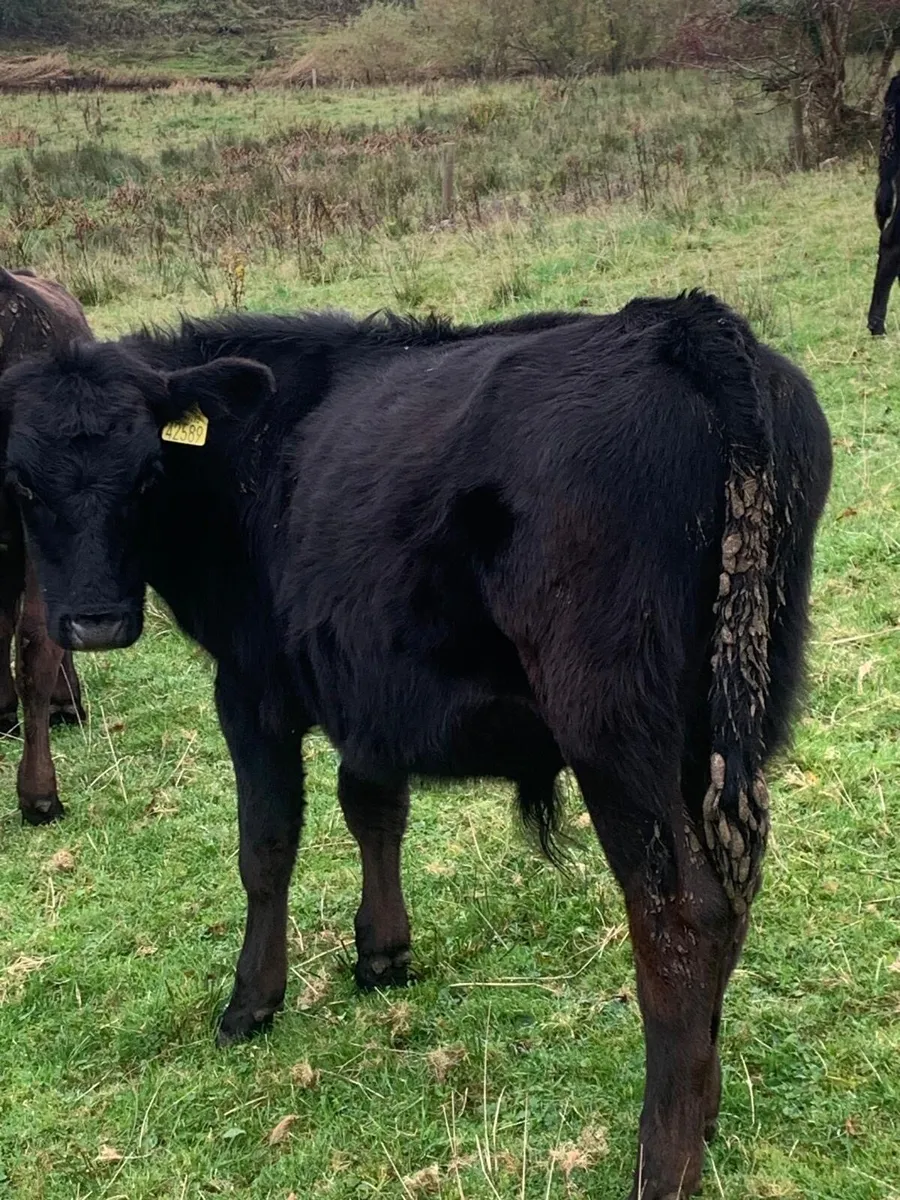 Aberdeen Angus - Image 1