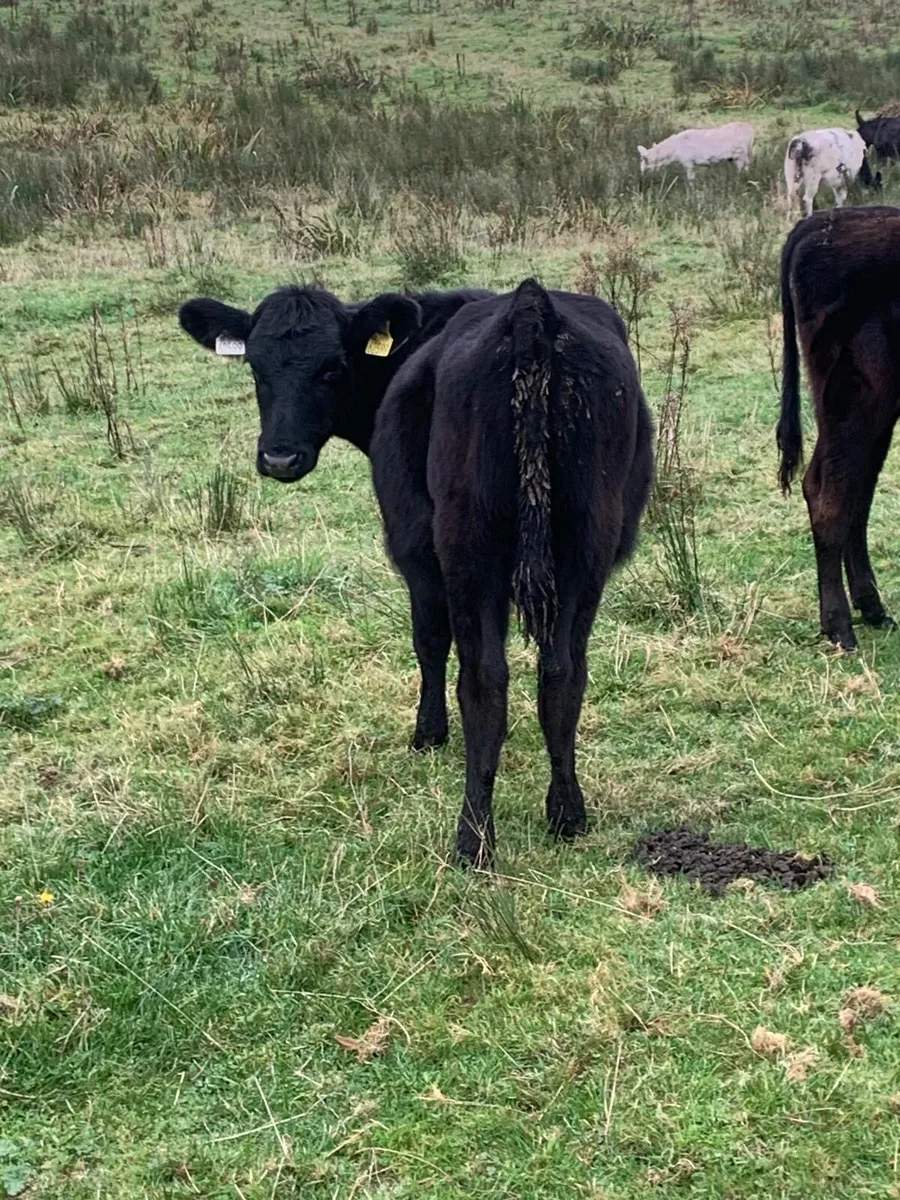 Aberdeen Angus - Image 2