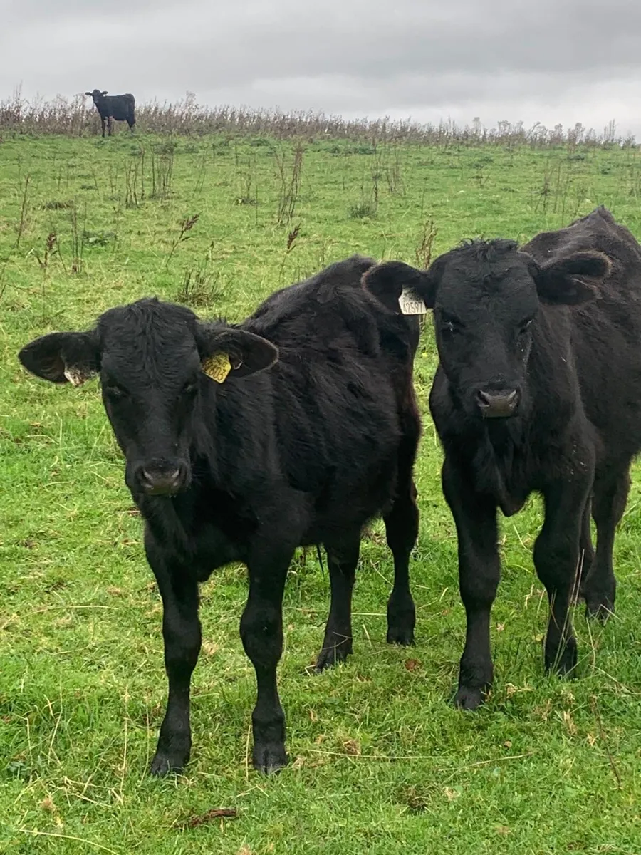 Aberdeen Angus - Image 3