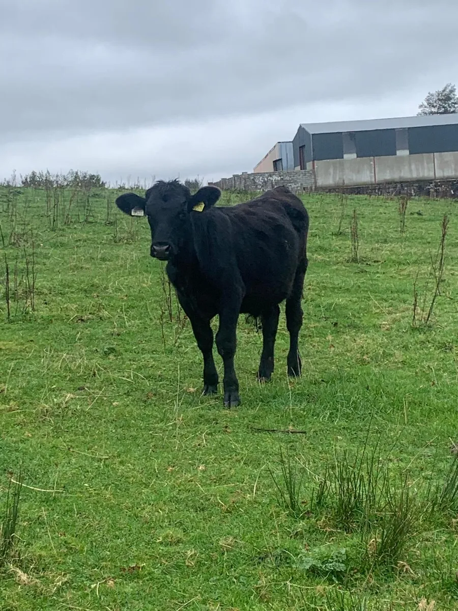 Aberdeen Angus - Image 4