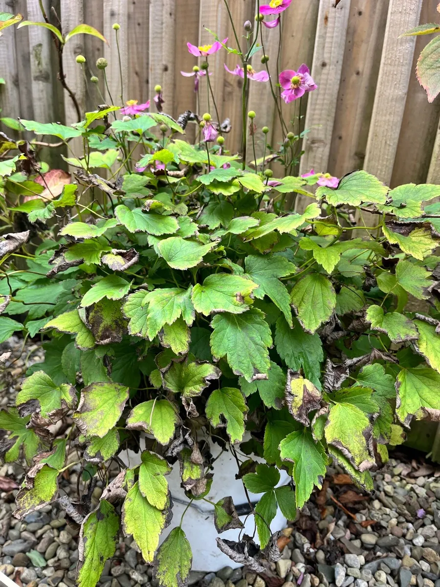 4 plants in a big pots - Image 2
