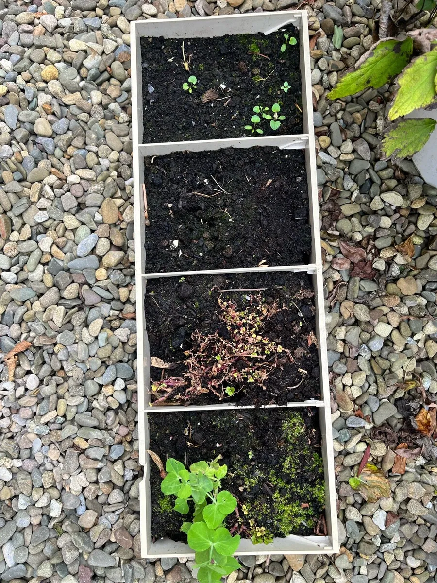 4 plants in a big pots - Image 3