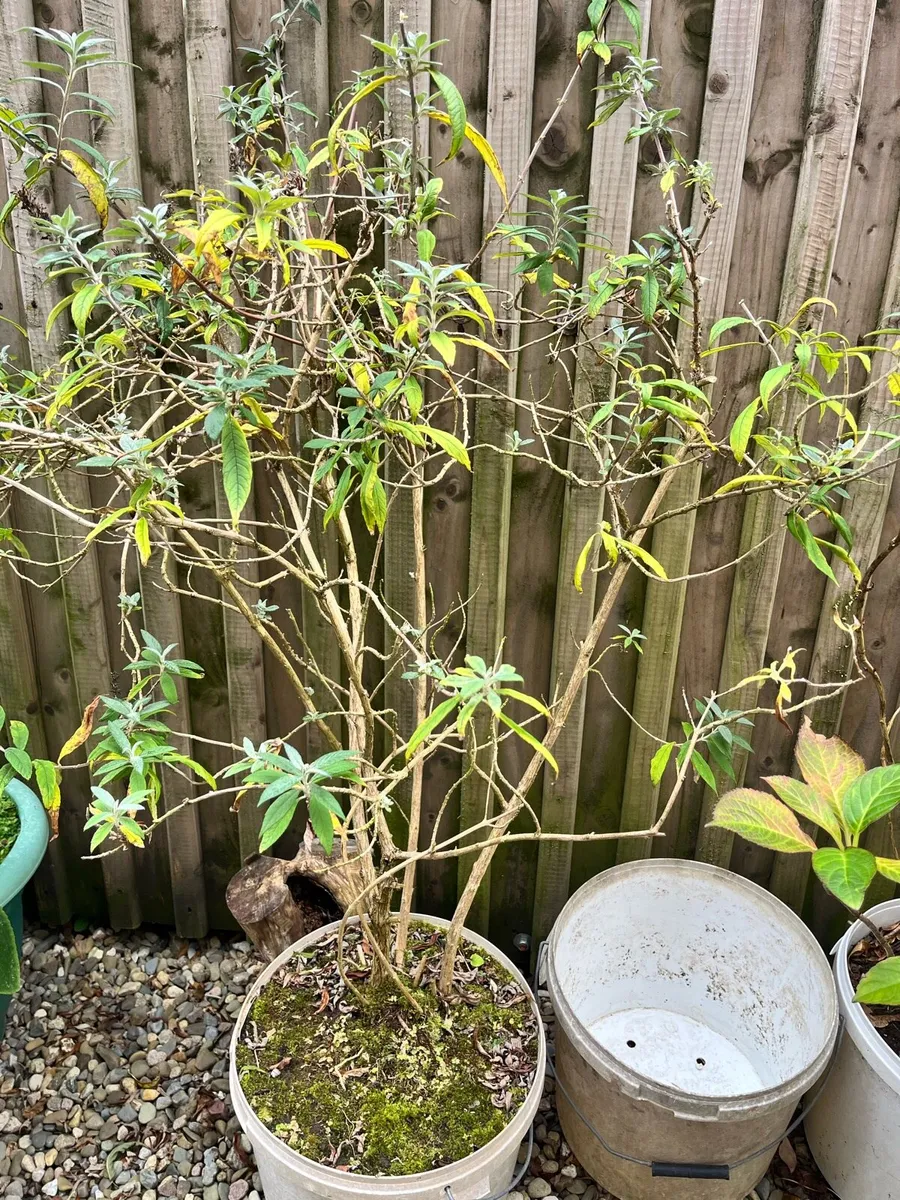 4 plants in a big pots - Image 4