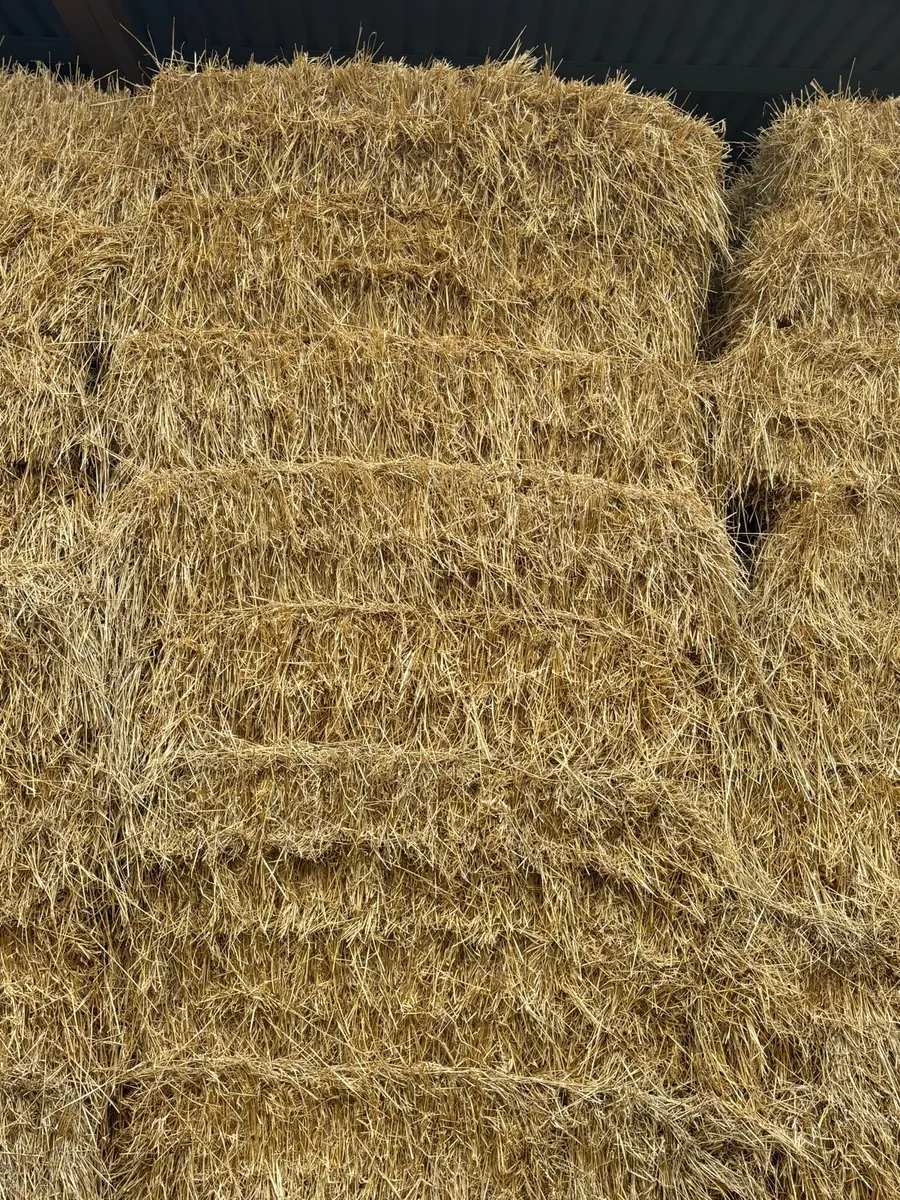 Hay - Image 3