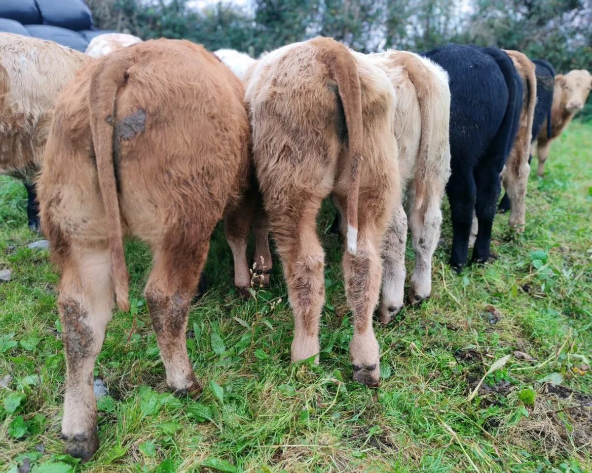 15 Suckler Bred Bull Weanlings. - Image 2