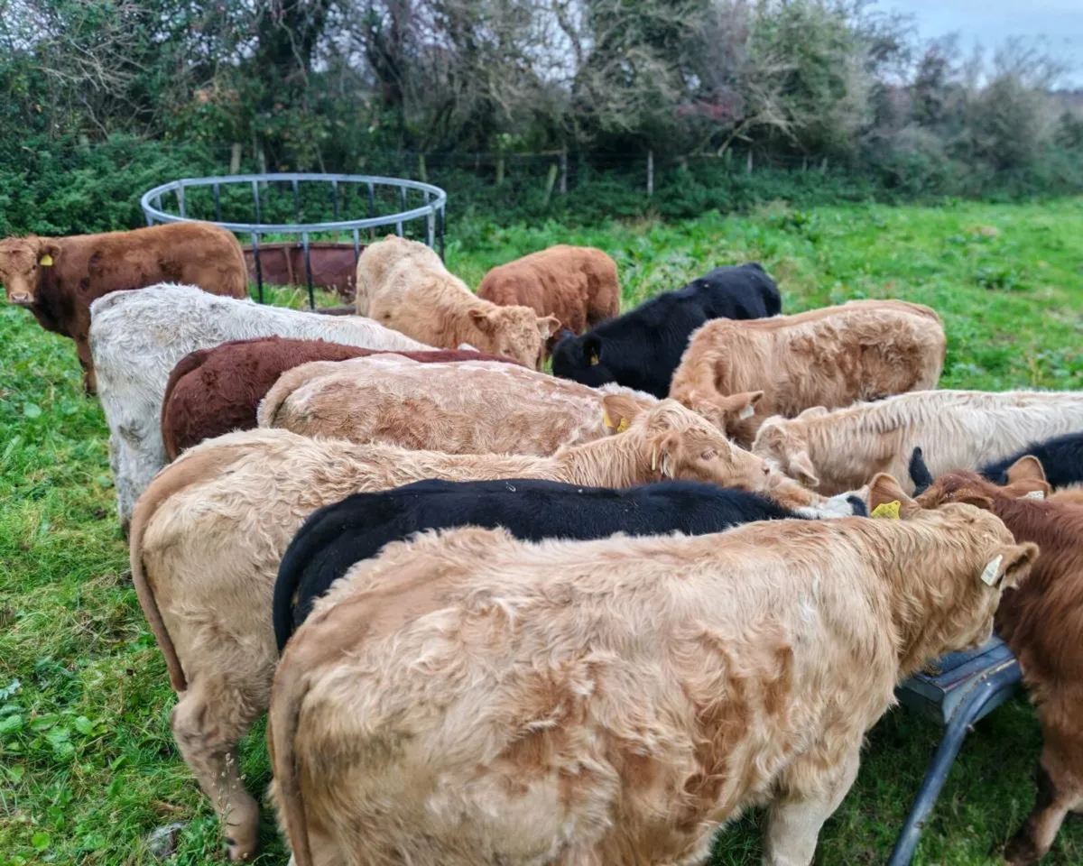 15 Suckler Bred Bull Weanlings. - Image 3