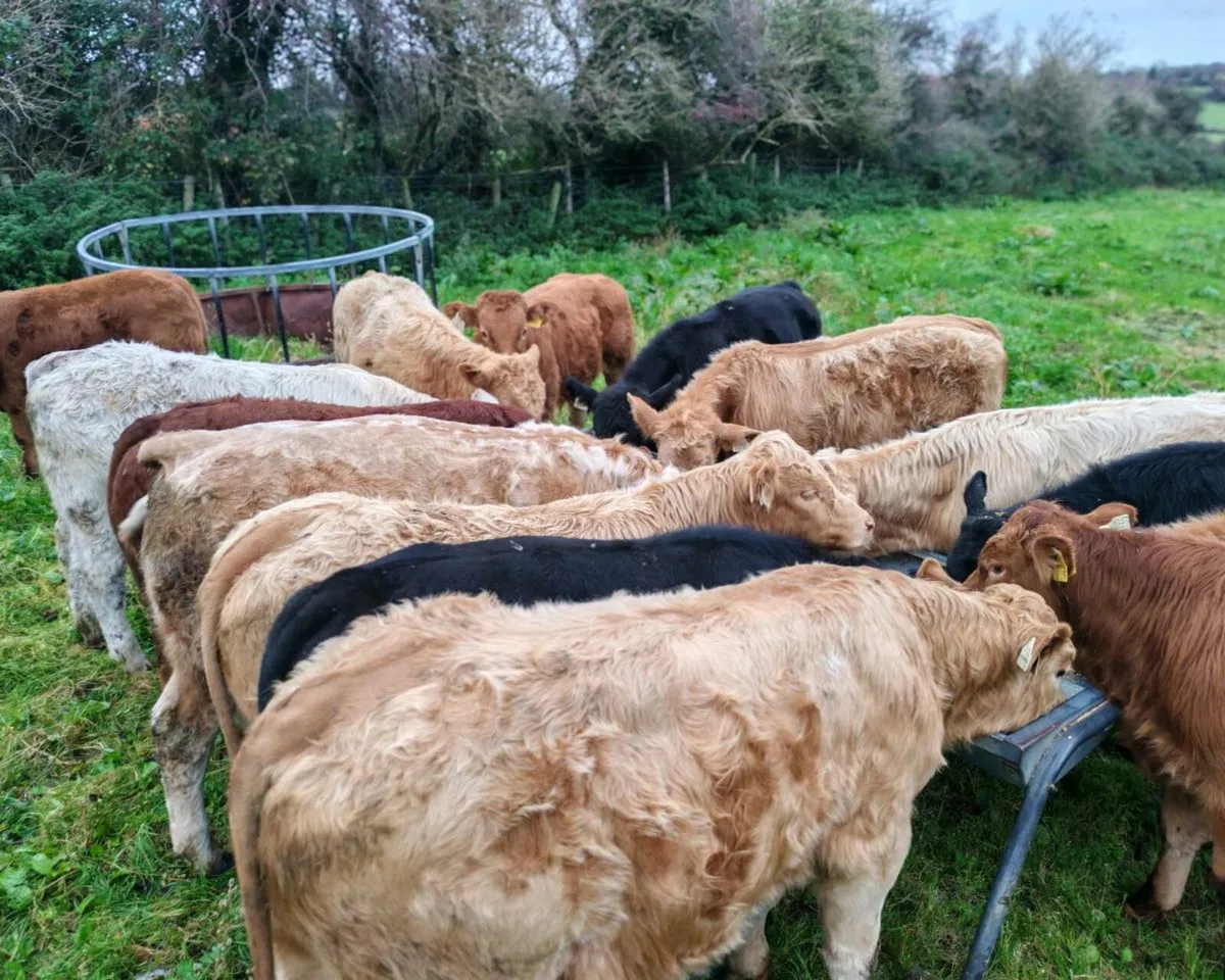 15 Suckler Bred Bull Weanlings. - Image 4