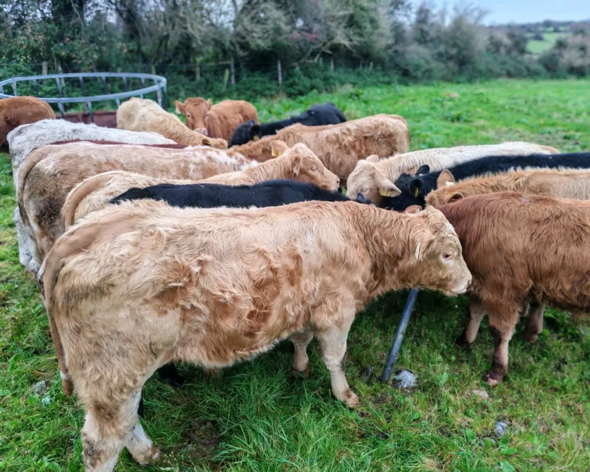 15 Suckler Bred Bull Weanlings. - Image 1
