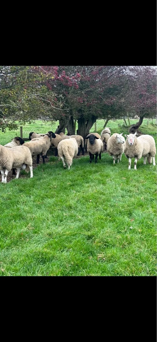 🐏Rams🐏 - Image 1