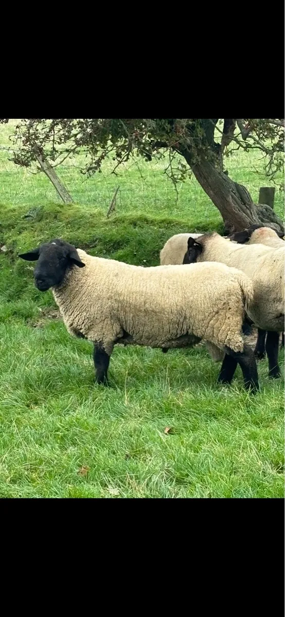 🐏Rams🐏 - Image 2