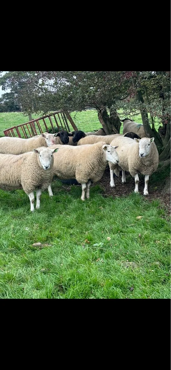 🐏Rams🐏 - Image 3
