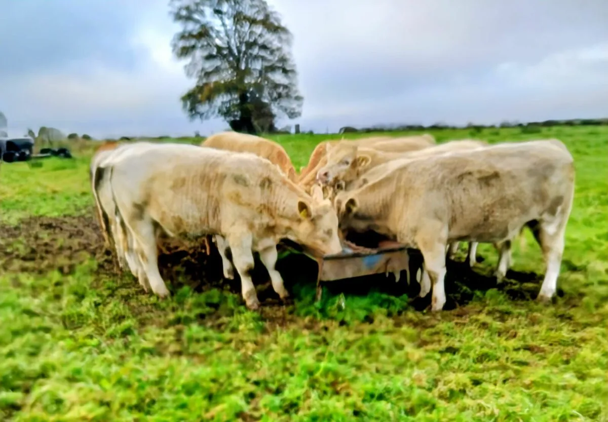 Heifers and Bullocks - Image 2