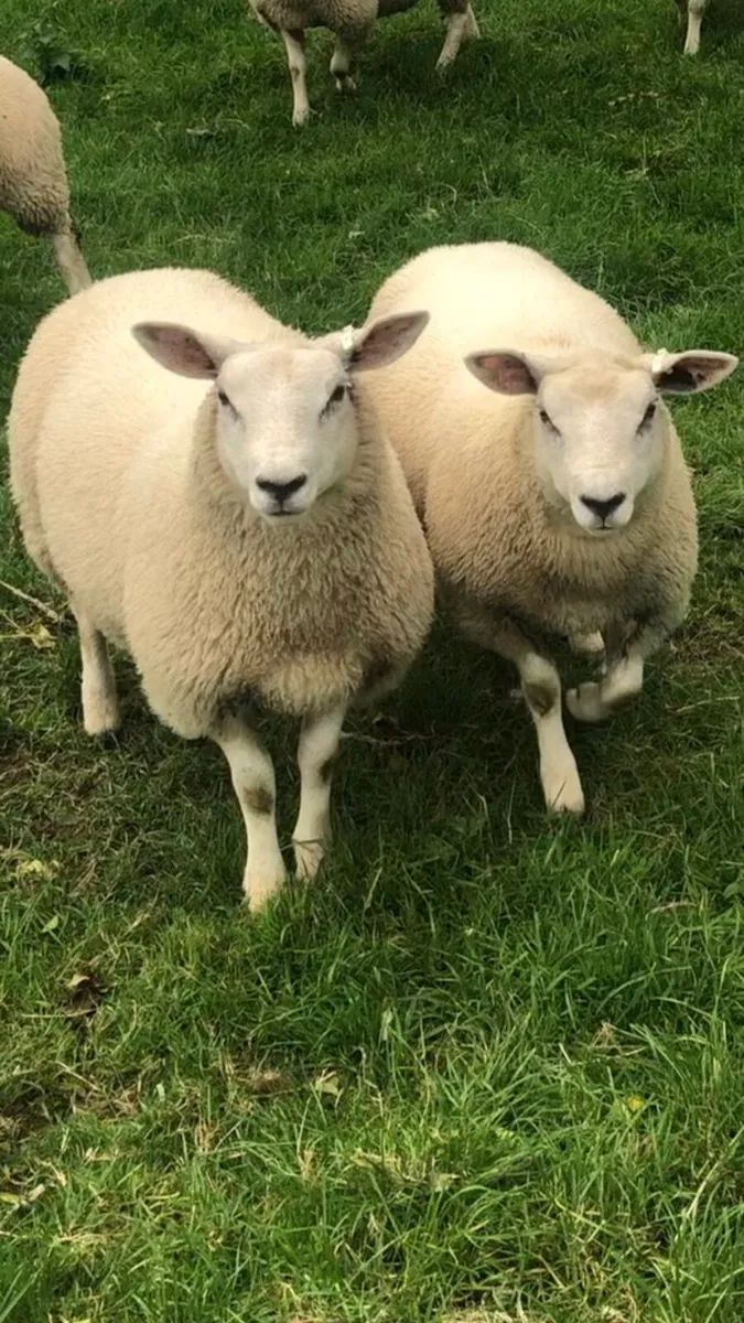 Chartex ewe lambs - Image 2