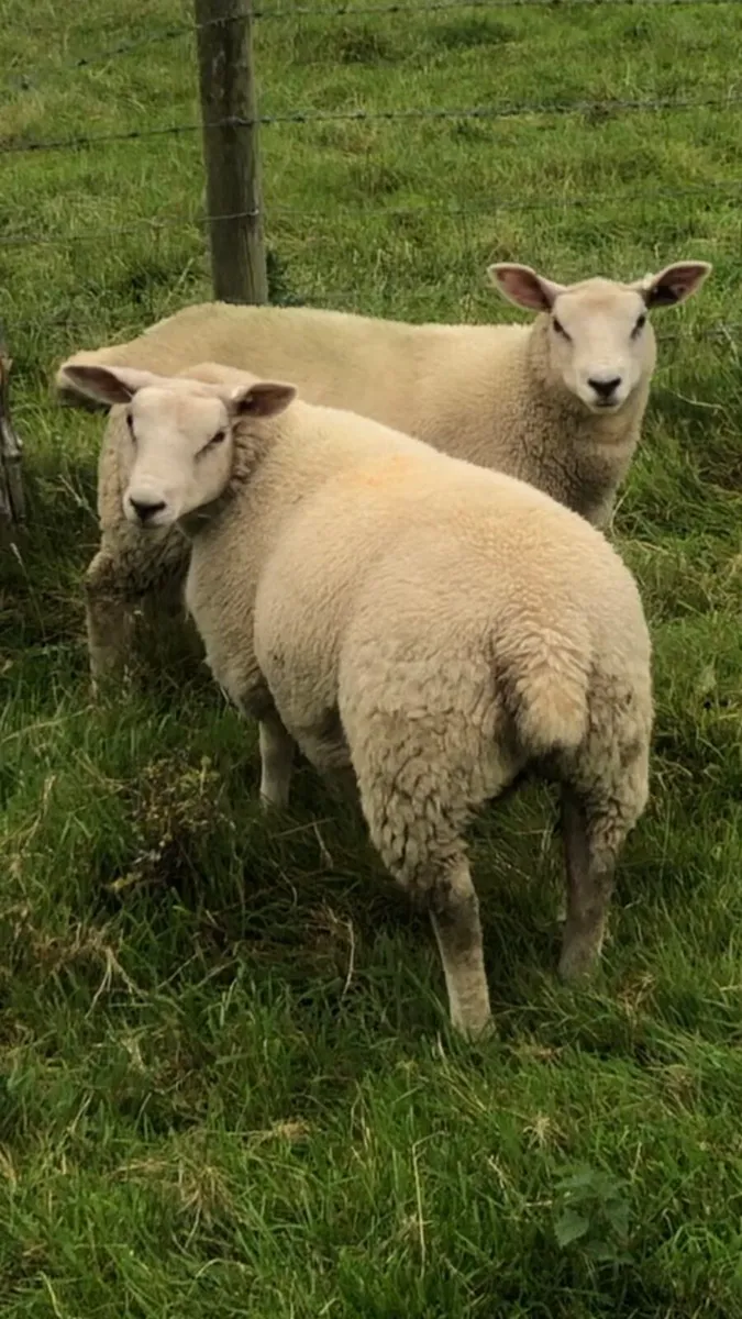 Chartex ewe lambs - Image 3
