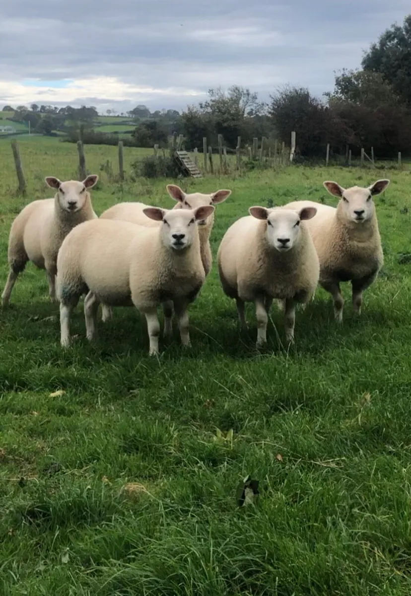 Chartex ewe lambs - Image 1