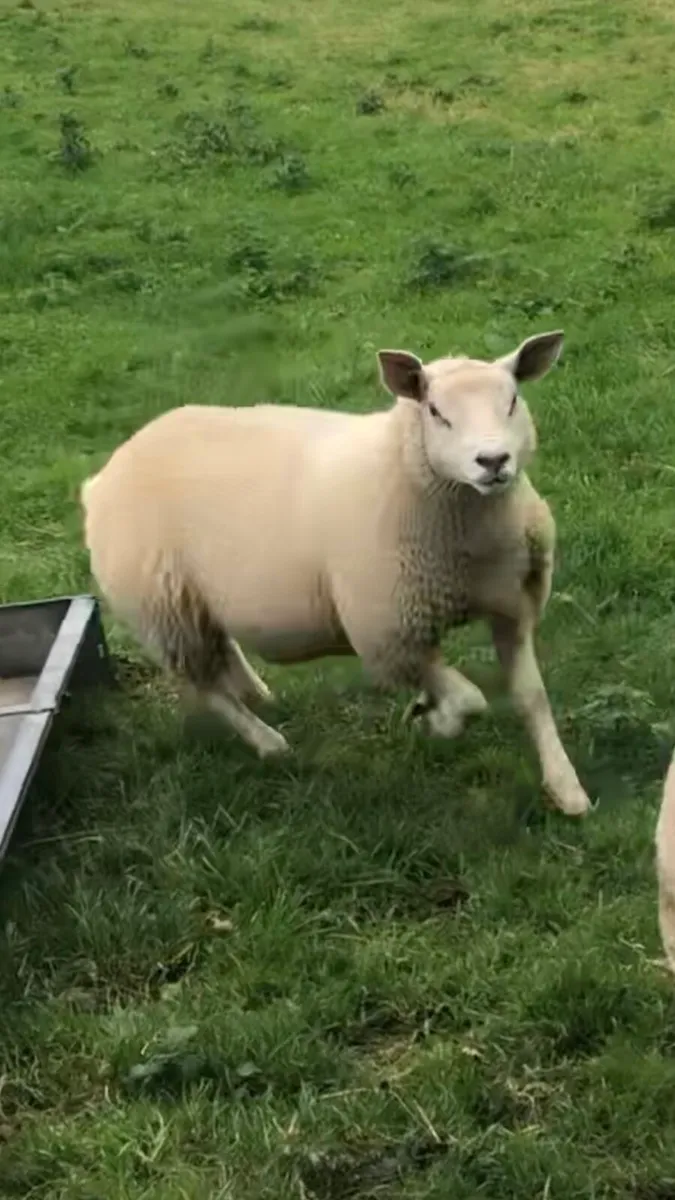 Chartex ewe lambs - Image 4