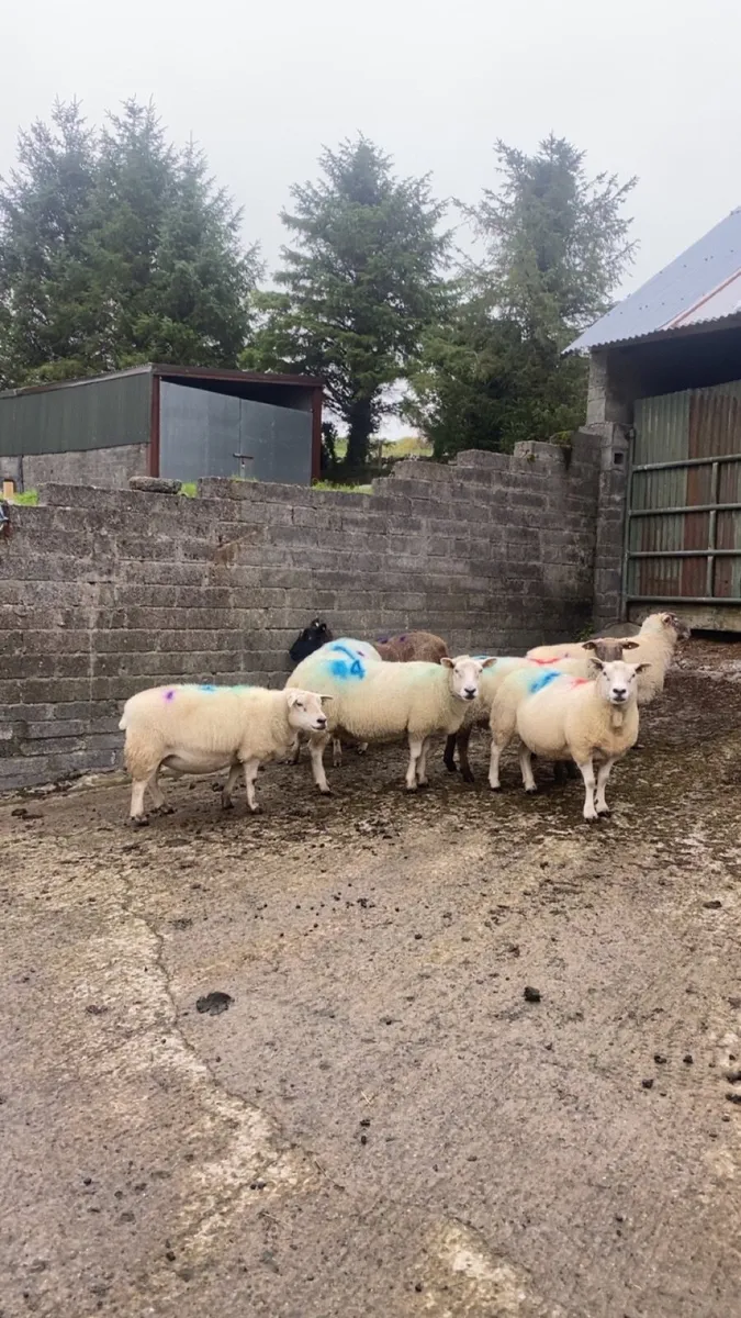 7 ewes scanned inlamb - Image 1
