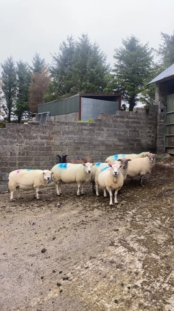 7 ewes scanned inlamb - Image 2
