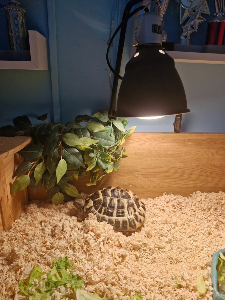 Tortoise  🐢 - Image 1
