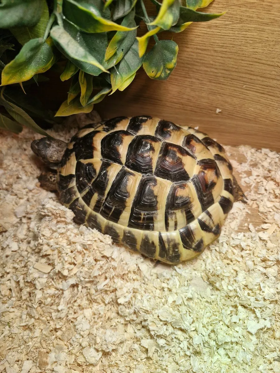 Tortoise  🐢 - Image 2