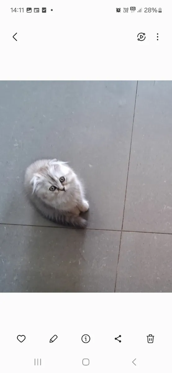 Kitten - Image 1
