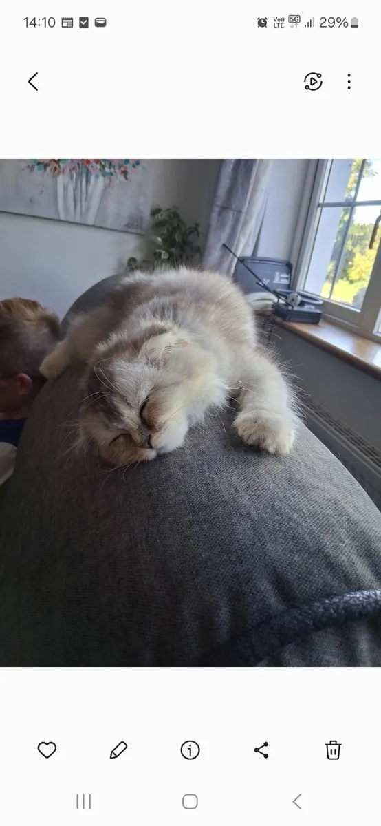 Kitten - Image 3