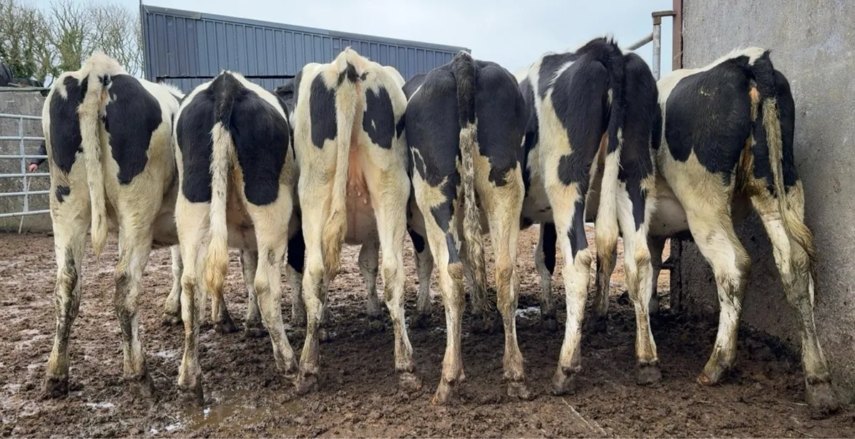 6 super Frisian heifers - Image 1