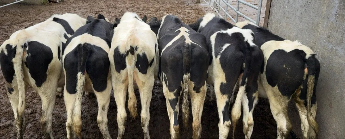 6 super Frisian heifers - Image 2