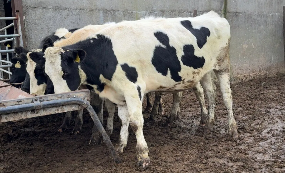 6 super Frisian heifers - Image 3
