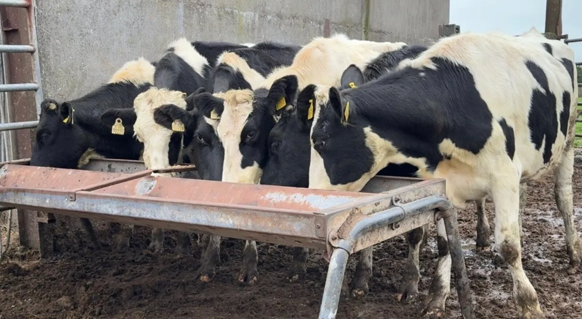 6 super Frisian heifers - Image 4