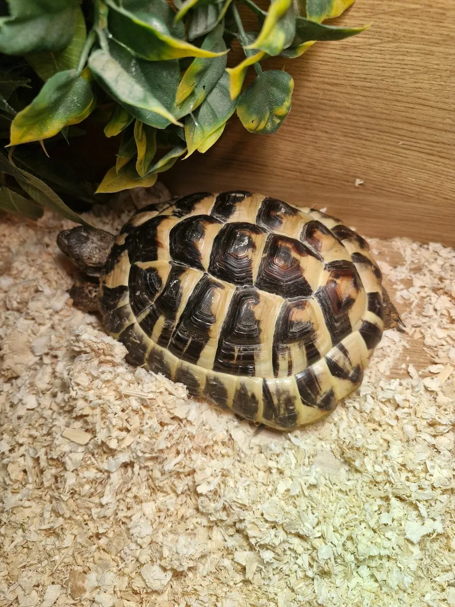 Tortoise  🐢 - Image 4