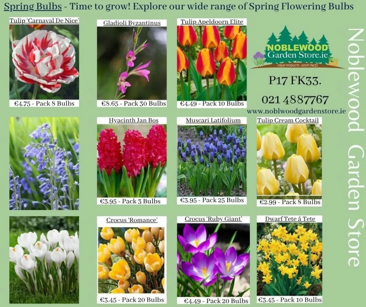 Spring Bulbs In Stock - Image 1