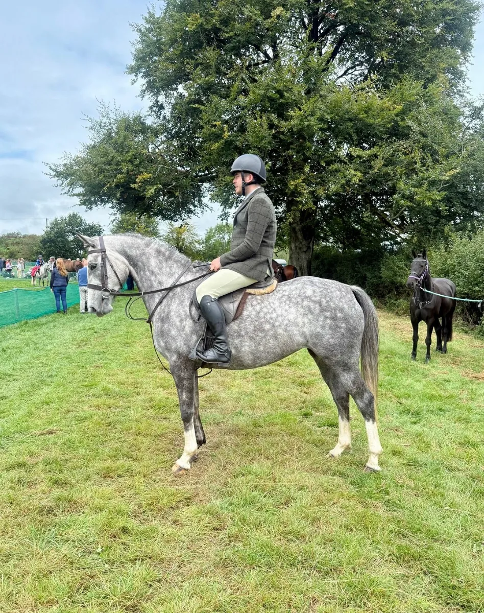 Horse - Image 1