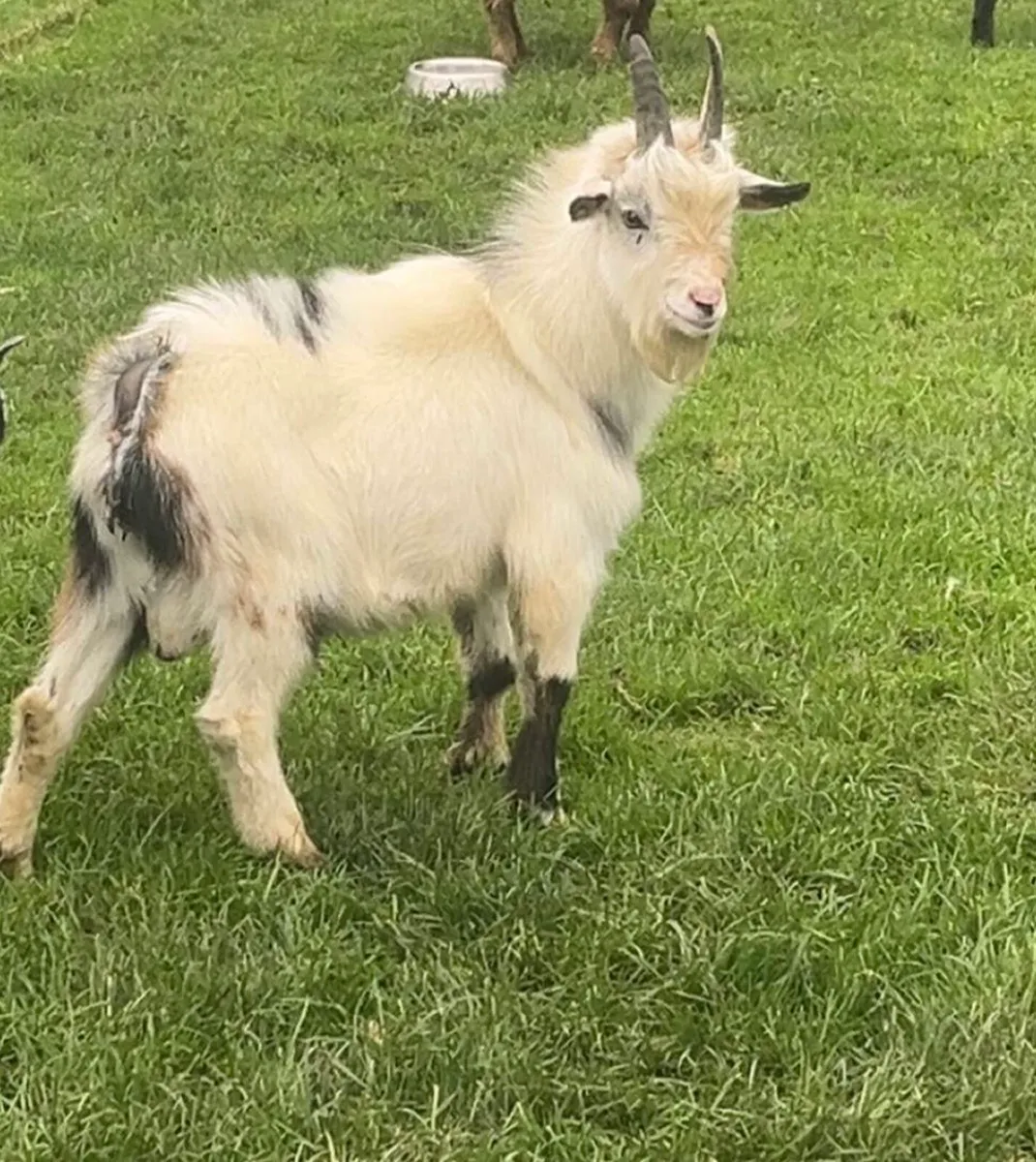 Pygmy Buck Available for Stud 🐐 - Image 2
