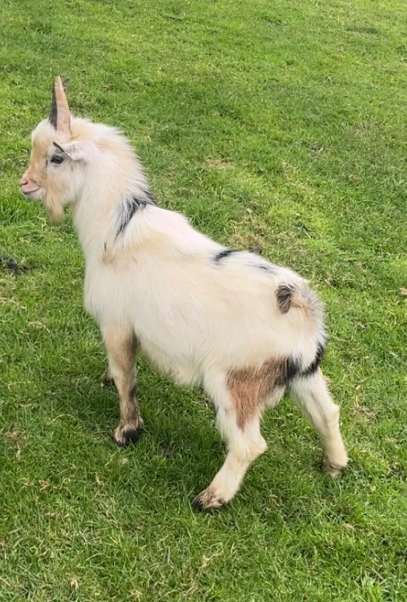Pygmy Buck Available for Stud 🐐 - Image 3
