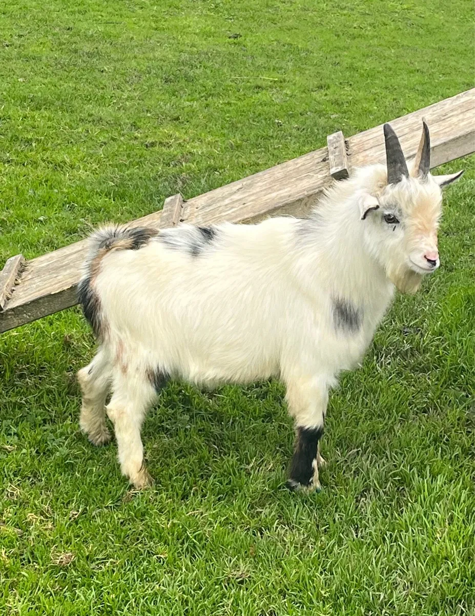 Pygmy Buck Available for Stud 🐐 - Image 1
