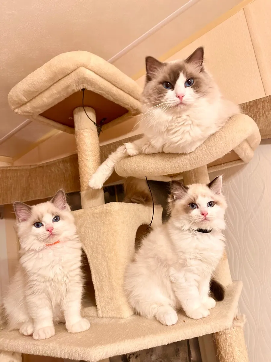 Adorable Registered Ragdoll Kittens  (2 Boys Left) - Image 1