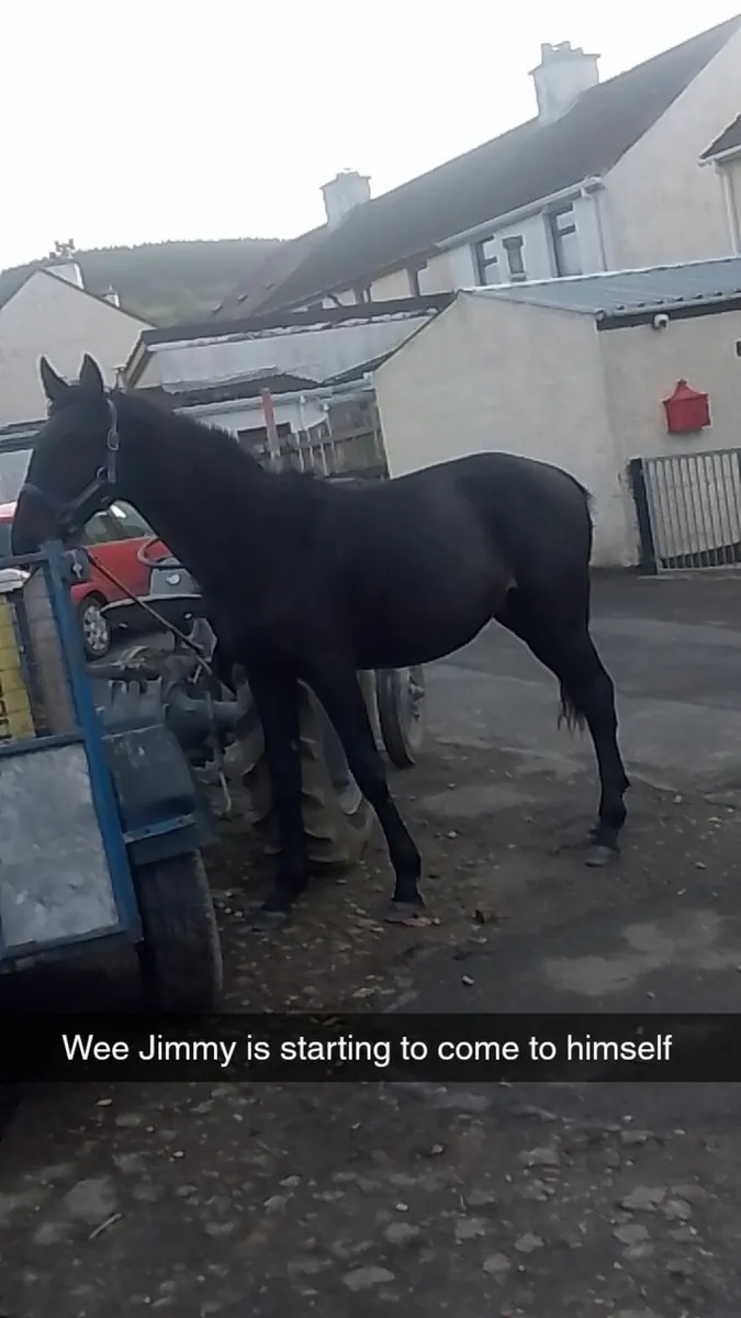 Horse - Image 1