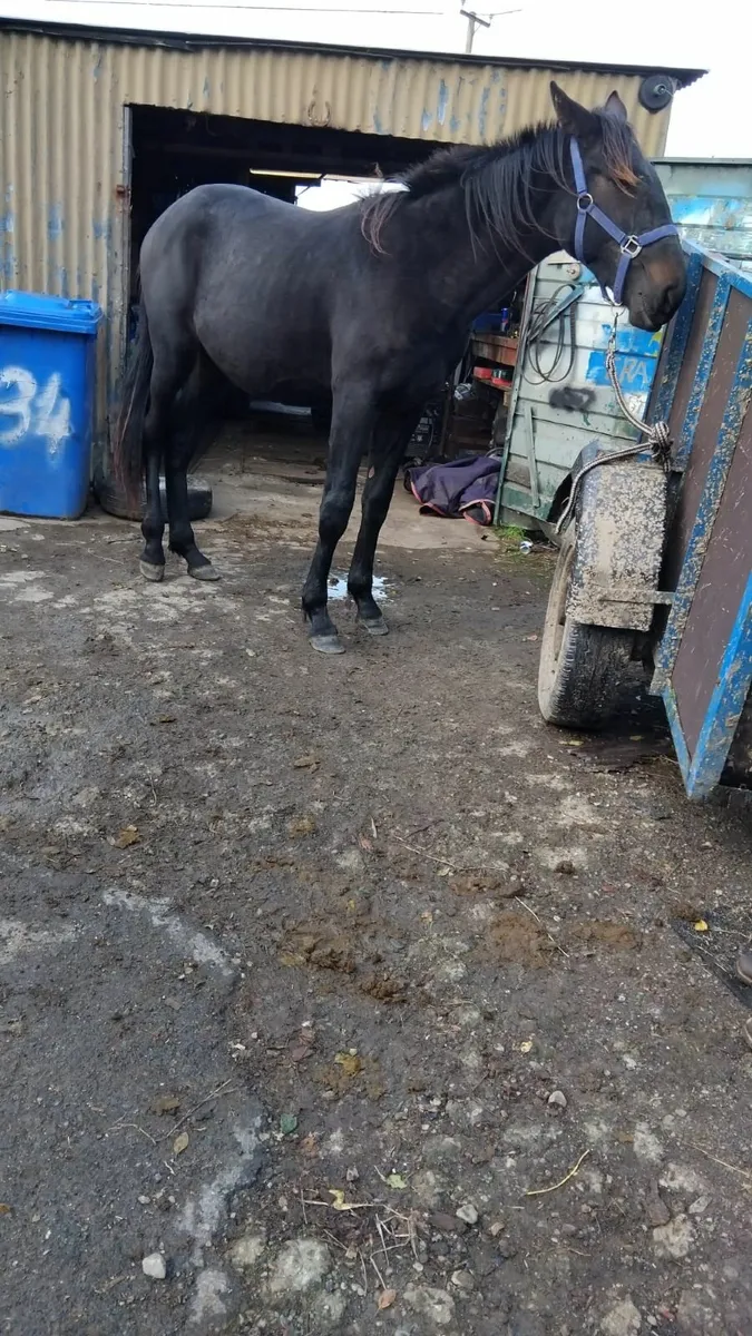 Horse - Image 2