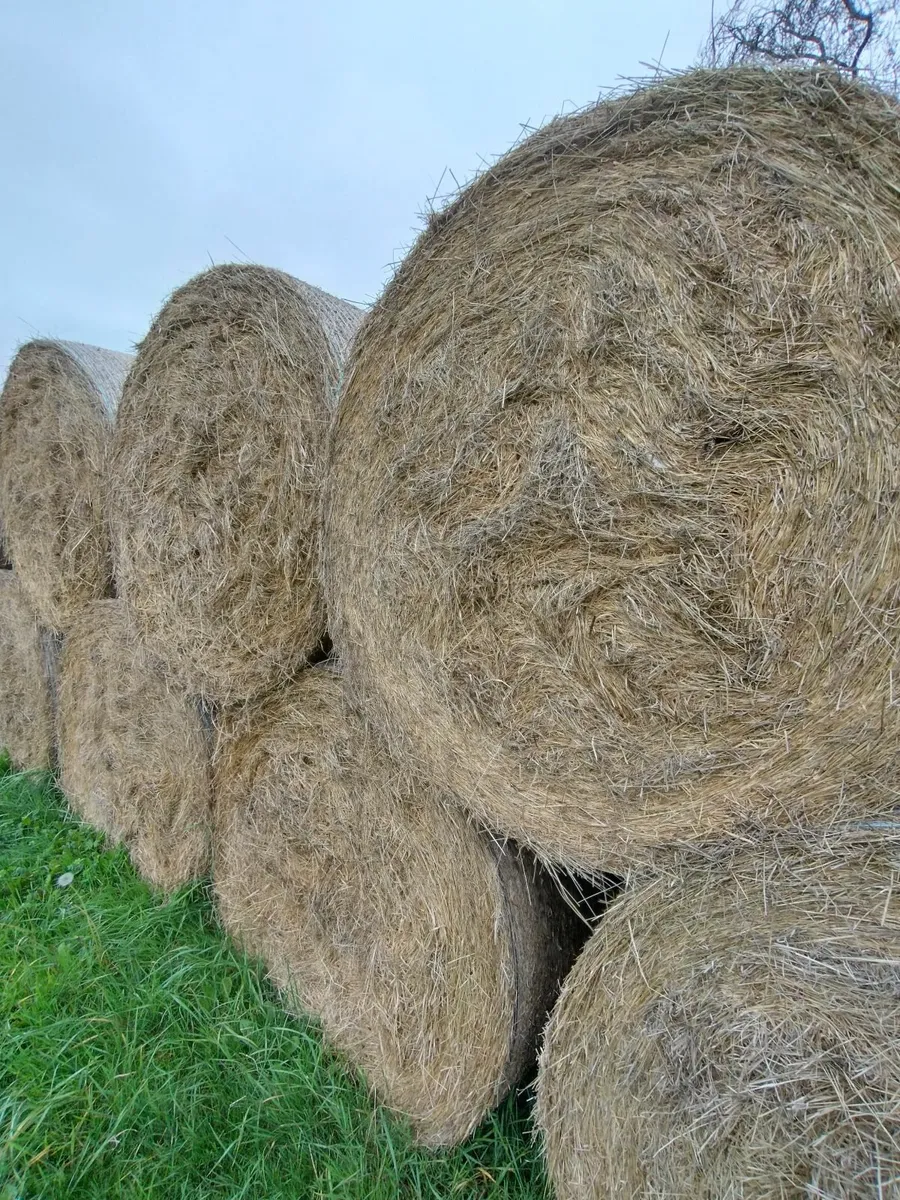 Hay - Image 1