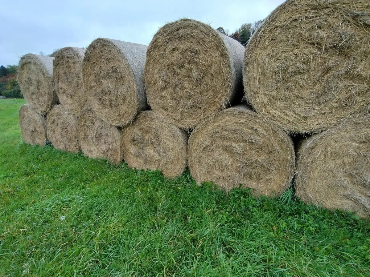 Hay - Image 2