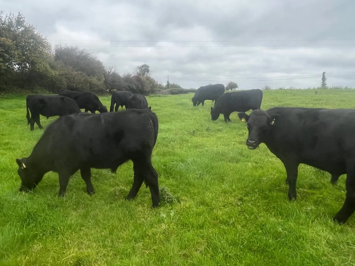17 Angus Bullocks . Ennis Mart Friday 17/10 - Image 2