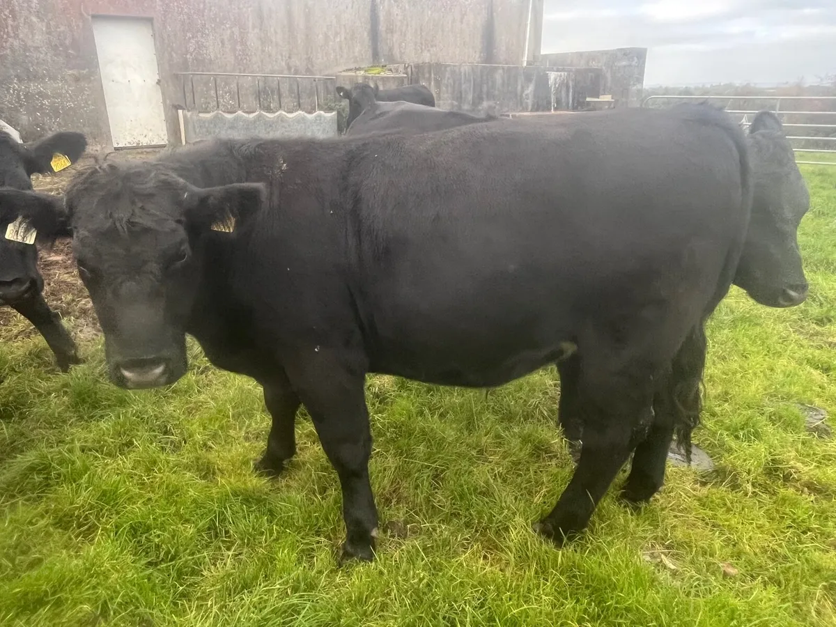 17 Angus Bullocks . Ennis Mart Friday 17/10 - Image 3
