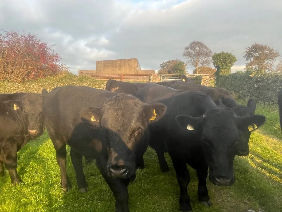 17 Angus Bullocks . Ennis Mart Friday 17/10 - Image 1