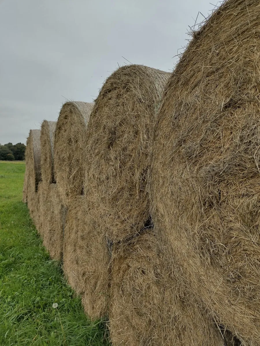 Hay - Image 3