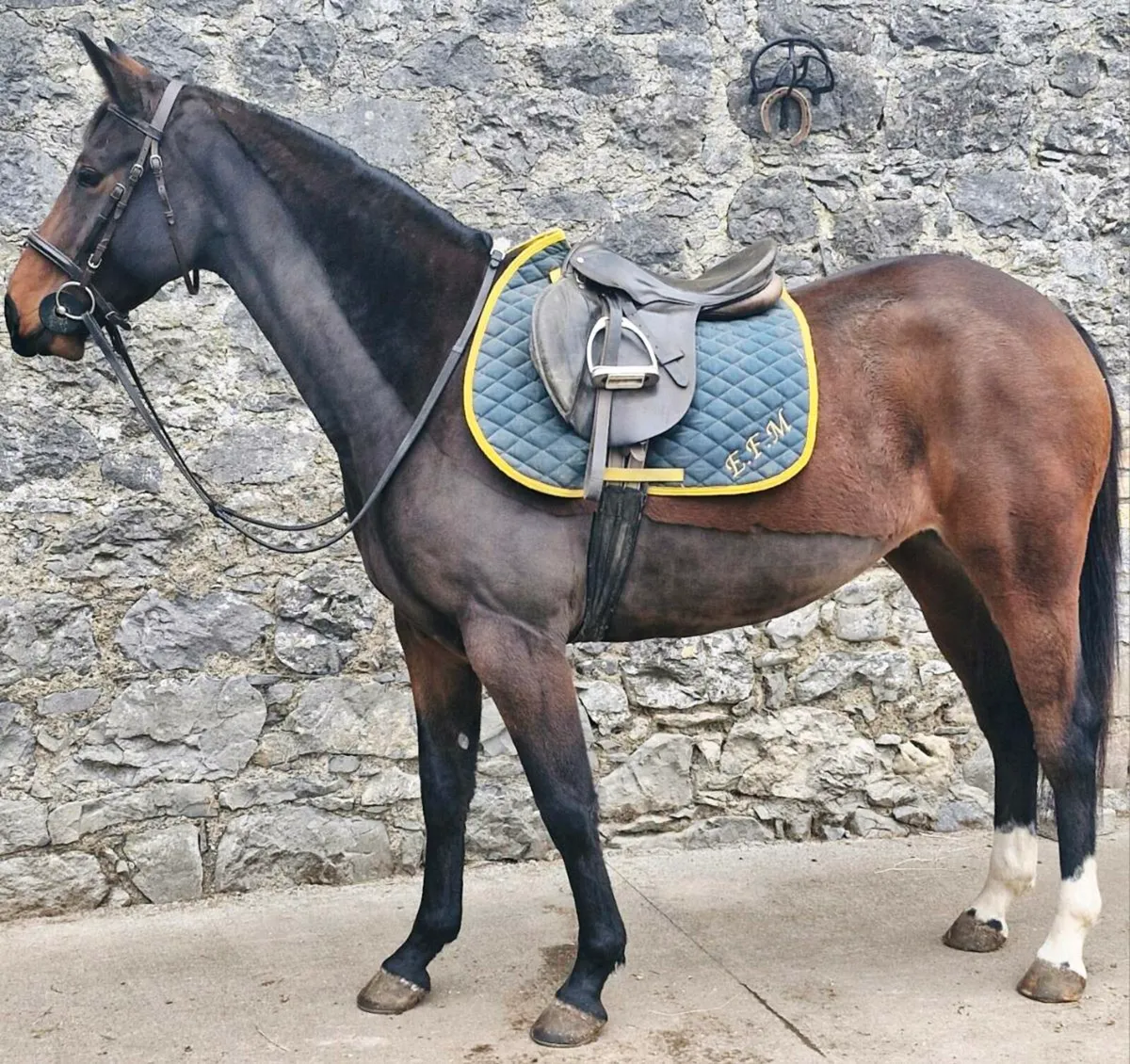 Stunning 4yr old filly - Image 1